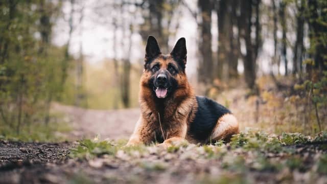 A German Shepherd on green grass field during daytime