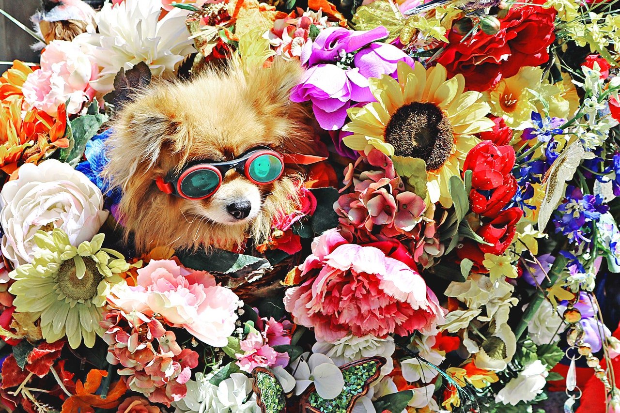 A dog standing among colorful flowers