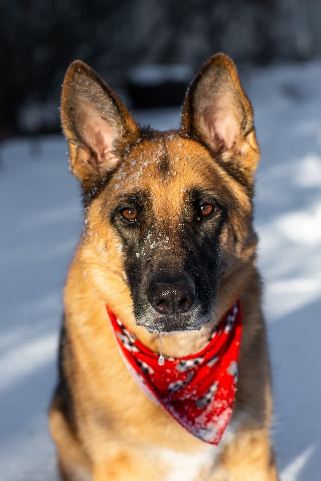 A German Shepherd with red and white scarf