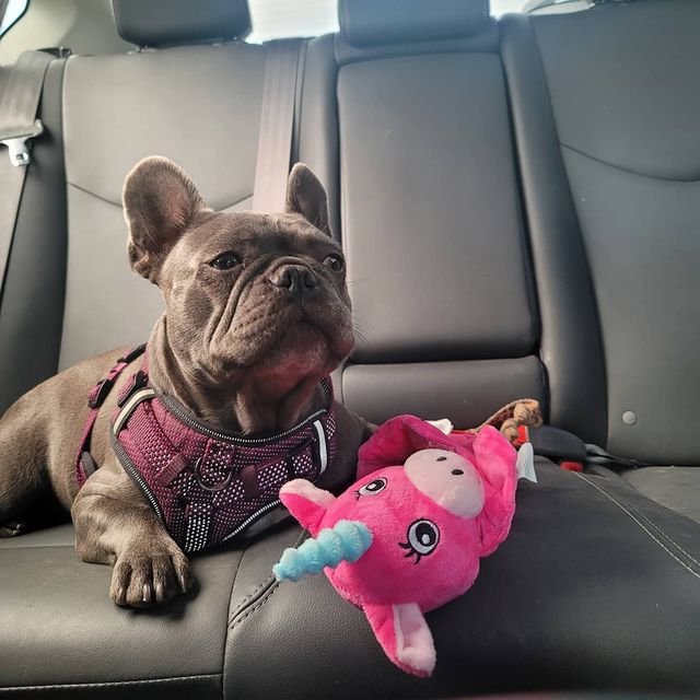 A Lilac Frenchie playing with a toy