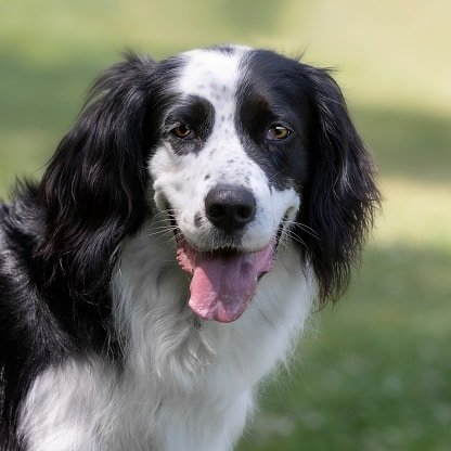 Portrait of a border collie and setter mix in green background