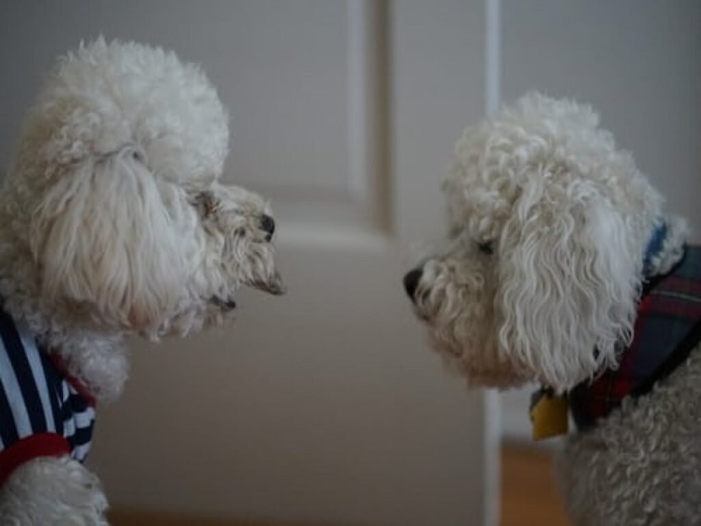 Two poodles looking at eachother.