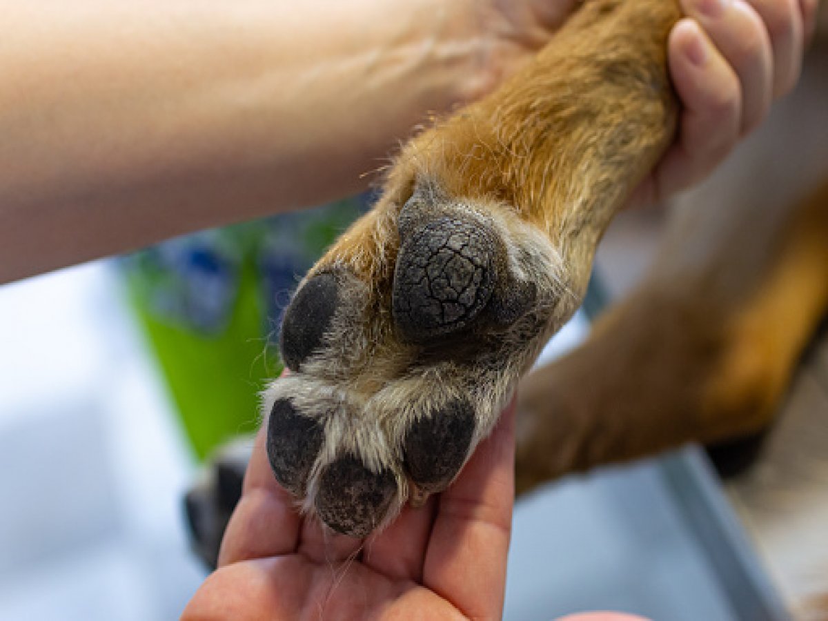 Veterinarian showing the paw of a german shepherd in a clinic