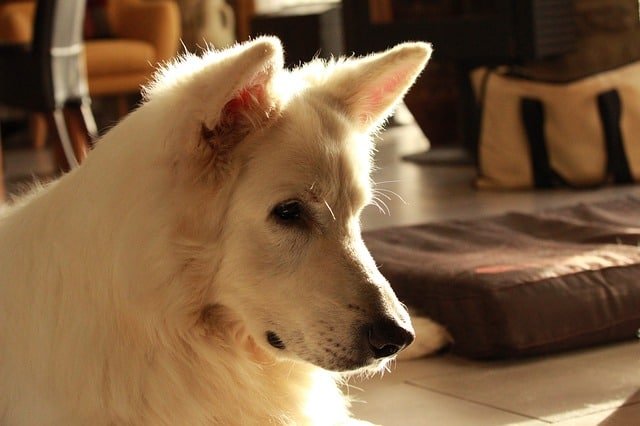 A white swiss shepherd sitting in the sunlight