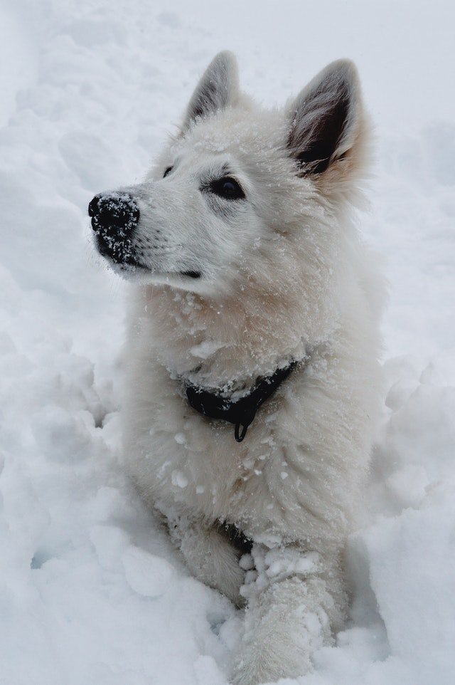 A Swiss Shepherd lying on the snow