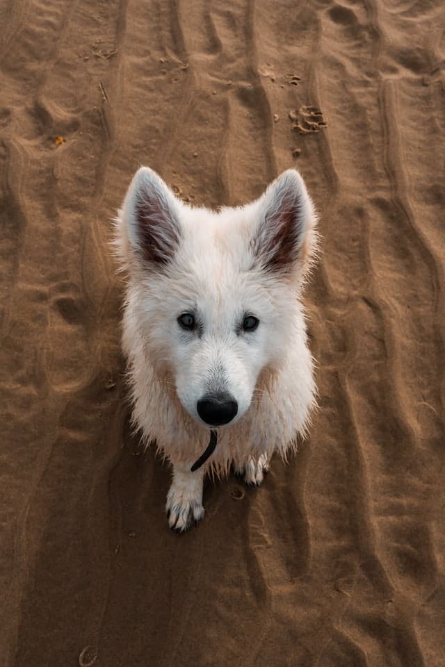 A White Swiss Shepherd standing on the wooden floor