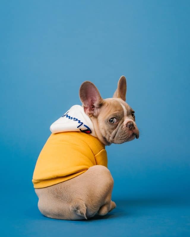 A french Bulldog sitting in yellow jacket