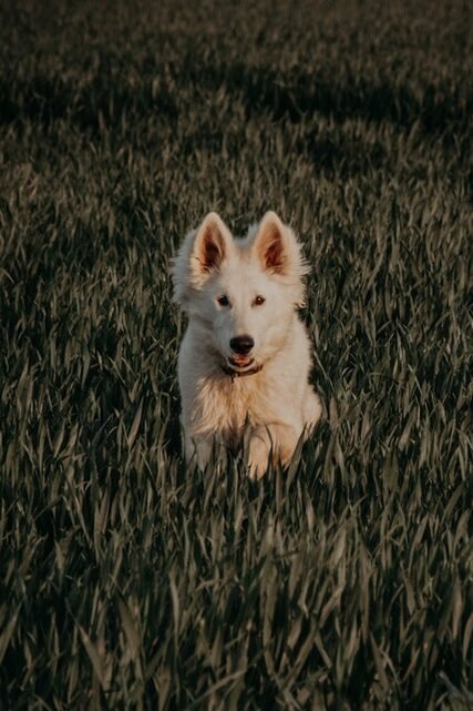 A White Swiss Shepherd sitting in the field