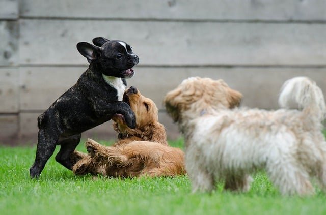 Three dogs of different breeds playing together