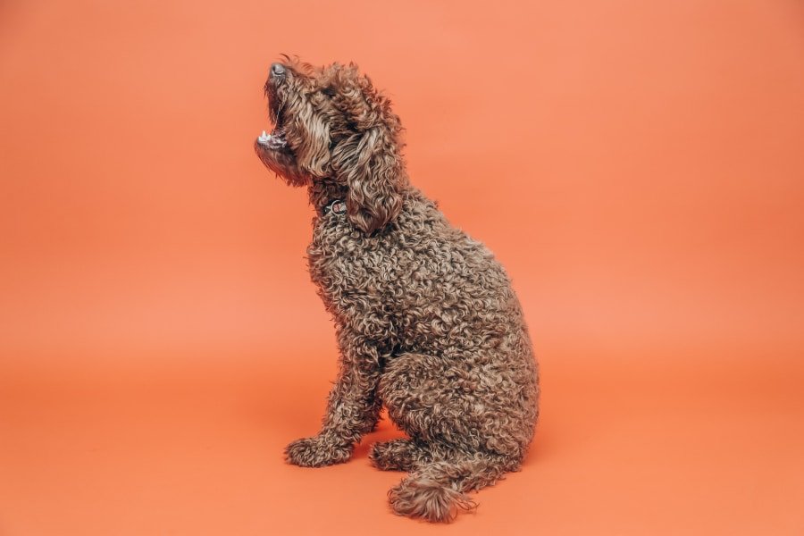 A poodle sitting with orange background.