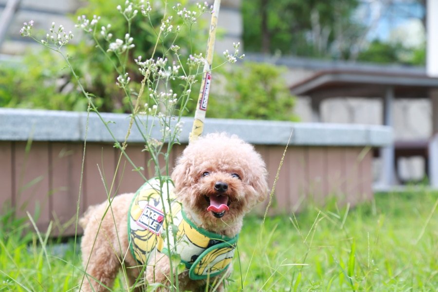 A poodle standing on grass behind flowers.