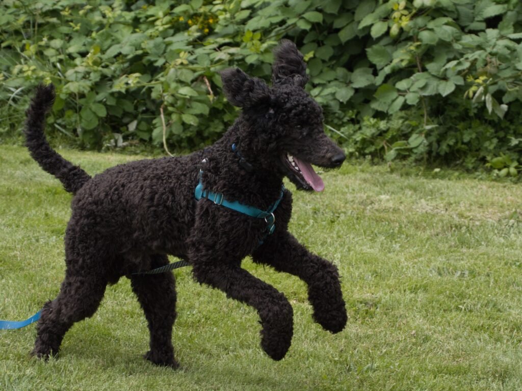 A poodle being trained.
