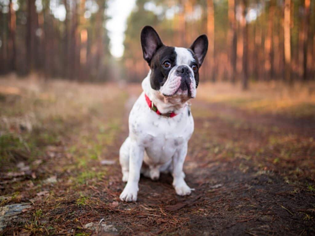 A french bull dog sitting in the forest