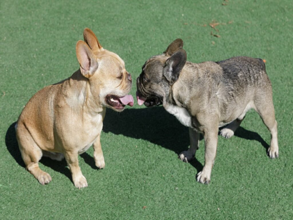 Two Frenchies looking at each other