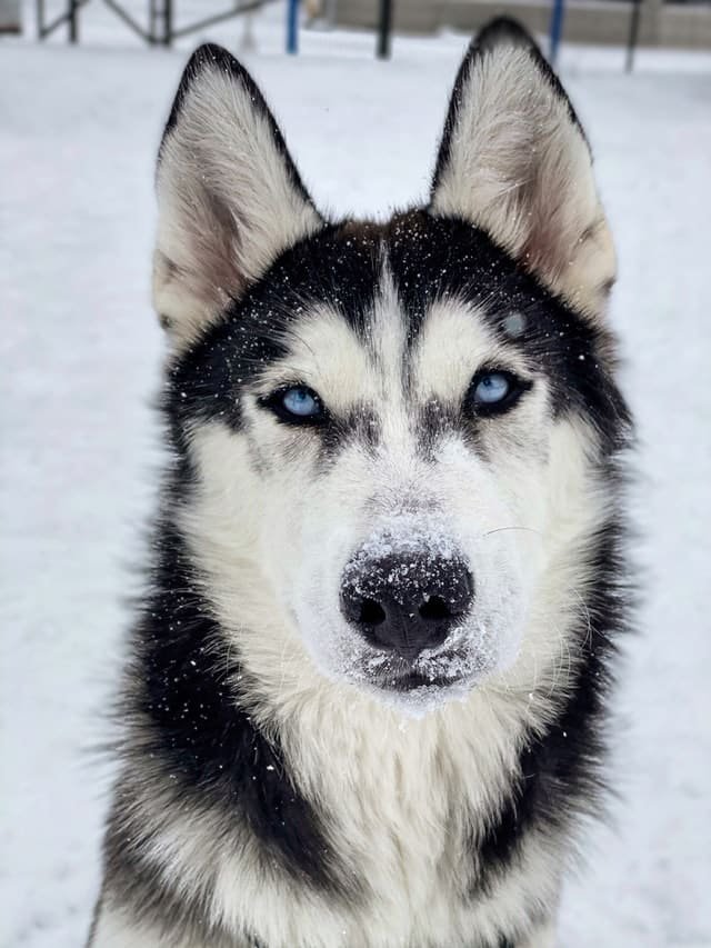 Black and white serbian husky from the front