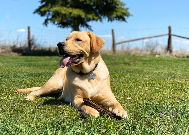 A Labrador Retriever sitting on the grass