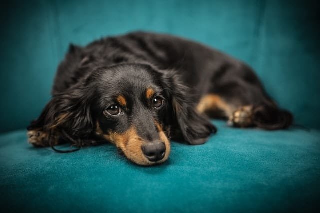 A dog lying on the sofa having flatulence issues