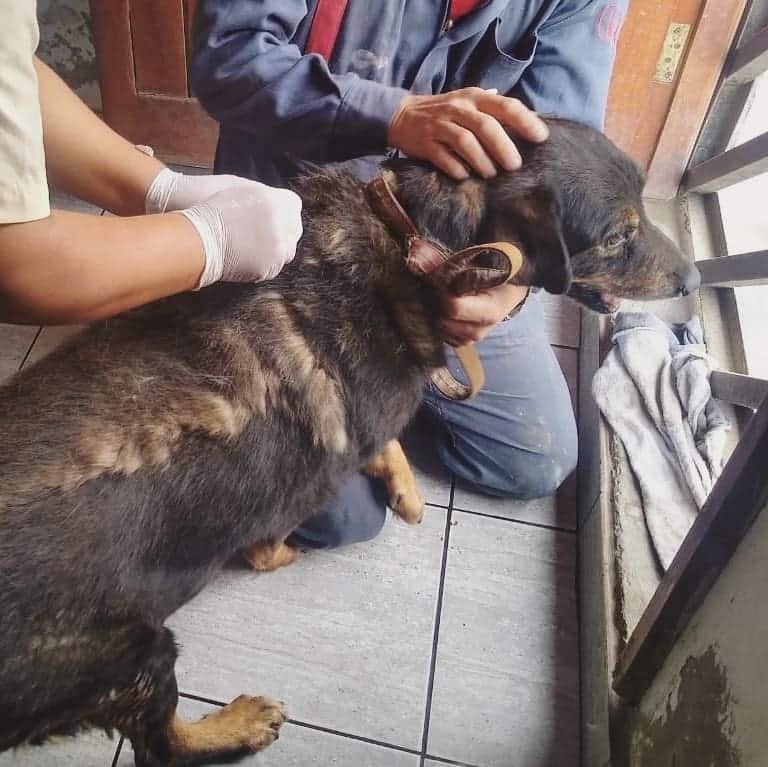 A dog getting vaccination from a vet