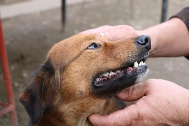 A dog being checked up by a doctor for dental disease.