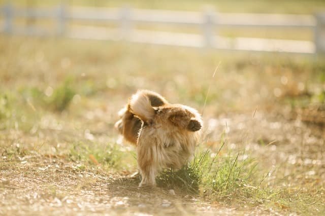 A dog peeing on the ground