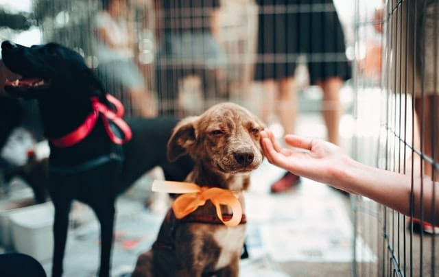 A brown colored puppy being touched by a hand