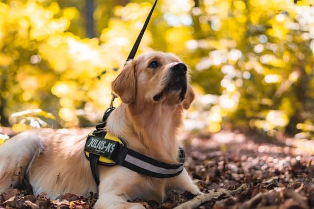 A dog with a black harness sitting on the ground