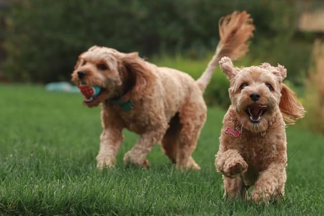 Two dogs playing on the grass with a ball