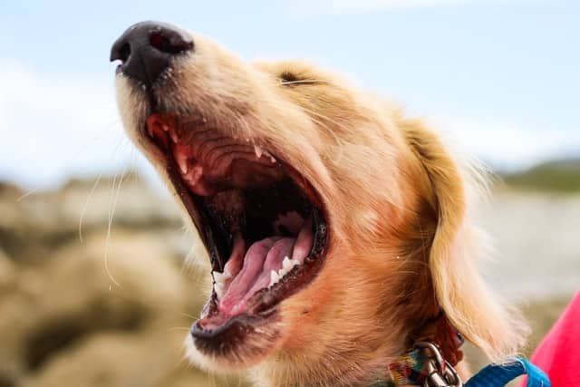 A golden colored dog yawning