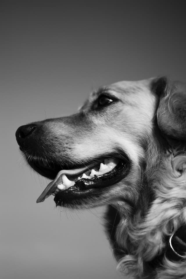 A dog looking straight with its mouth open.