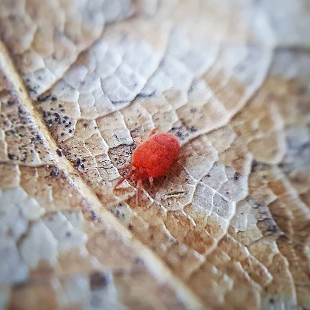 A close up view of grass mite