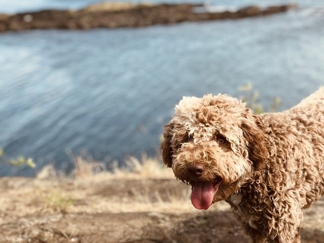 A Lagotto Romagnolo standing beside a canal