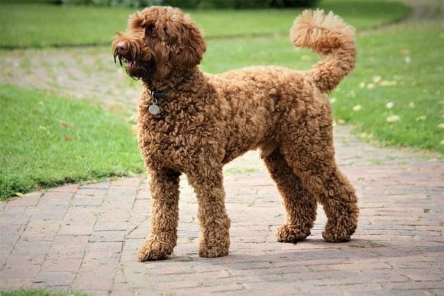 A labradoodle is an excellent choice among the more active dog breeds for first time owners.