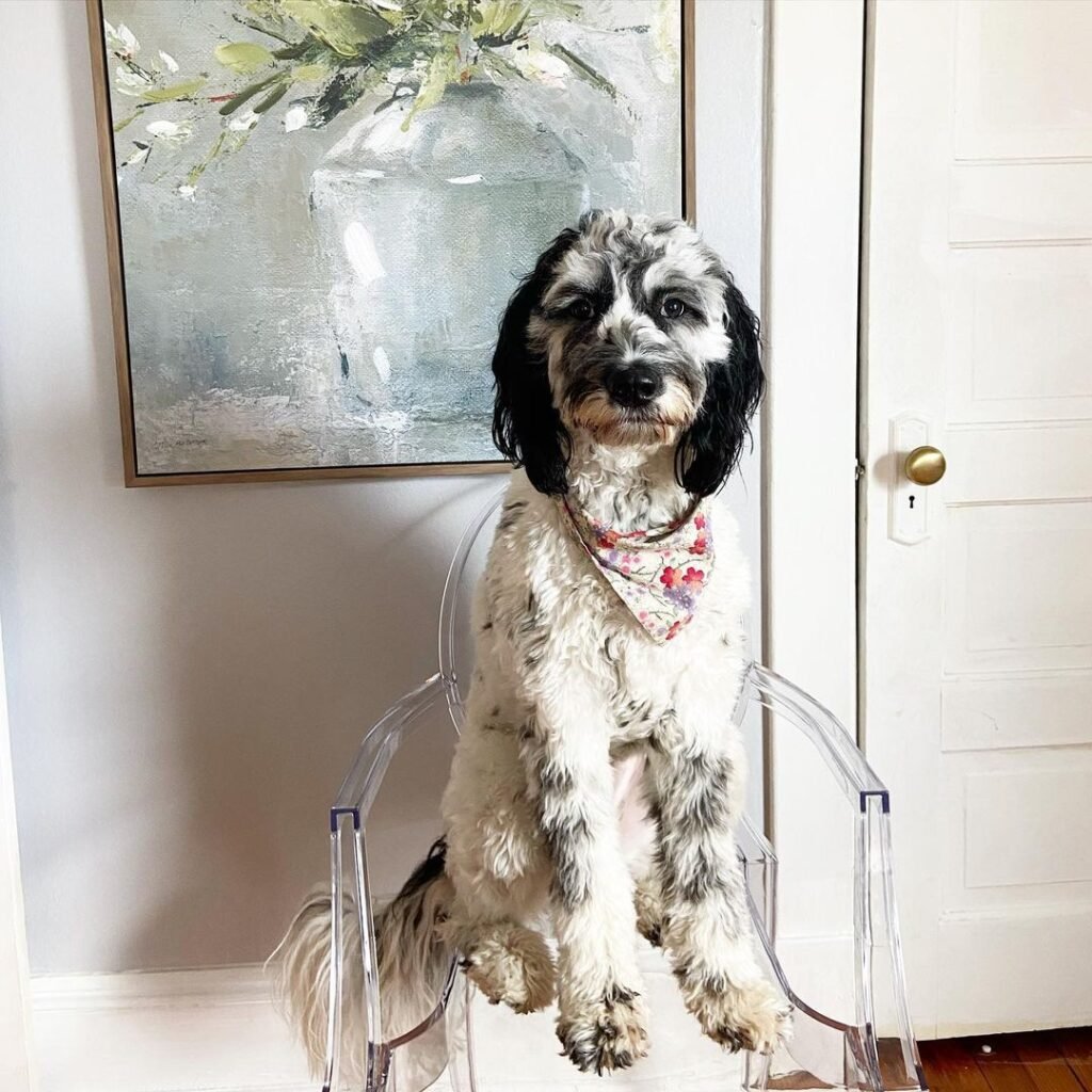 A Dalmadoodle sitting on a transparent chair