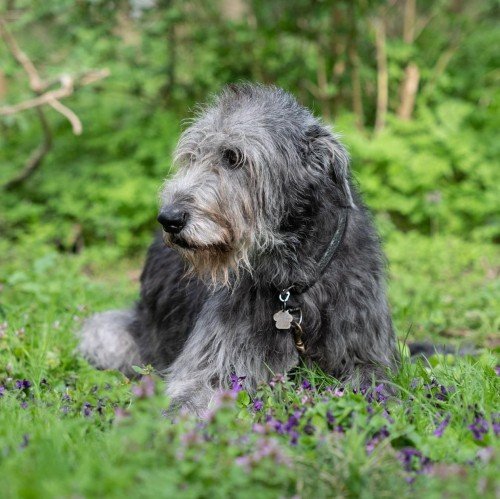 An Irish Wolfhound sitting on the grass looking to its right side
