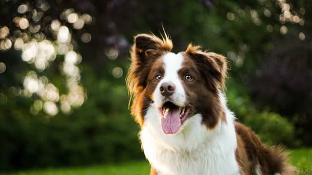 A Border Collie standing in the forest.