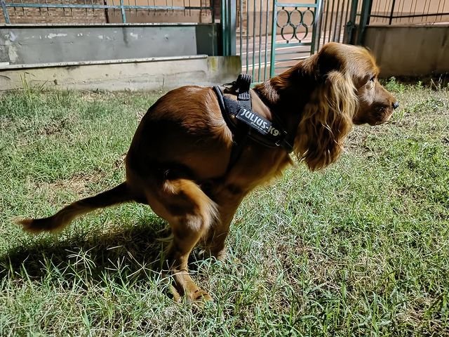 A dog pooping in the loan