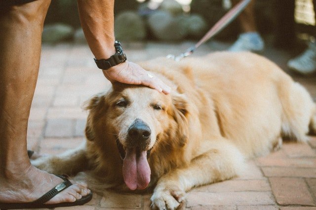 A person touch the head of Golden Retriever