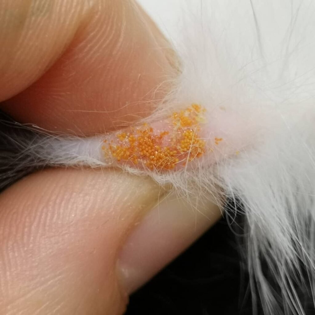 Grass mites on a dog's skin