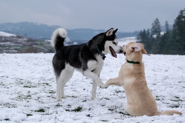 A serbian husky besides brown coated dog