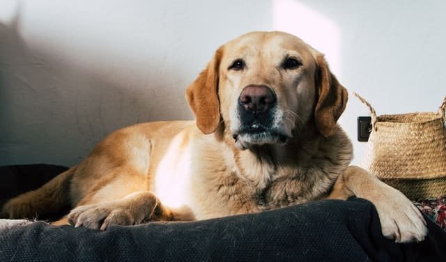 A labrador retriever lying on the textile sheet