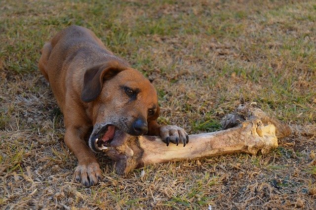 A dog eating a bone on the grass
