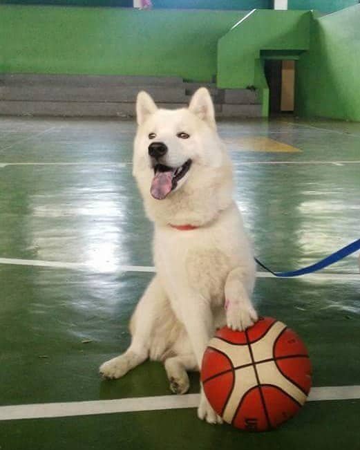 A chusky playing with a basketball