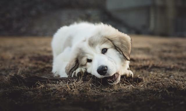 A dog eating grass