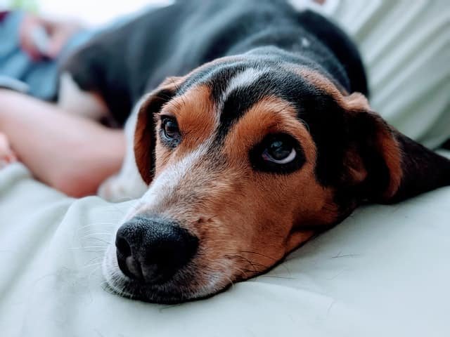 A tricolor Beagle lying sheets