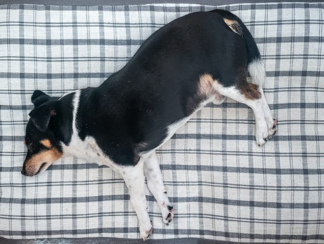 A tired pup lying on sheets