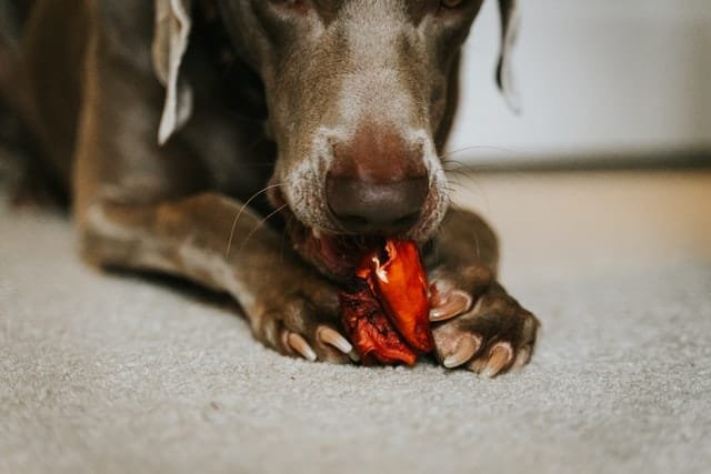 A dog eating unhealthy food