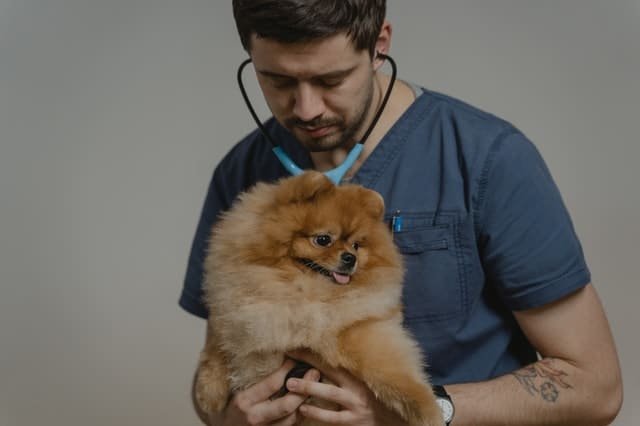 A vet checking a puppy with stethoscope