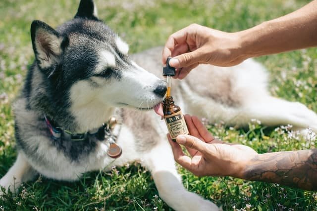 A dog getting the medicine from its owner