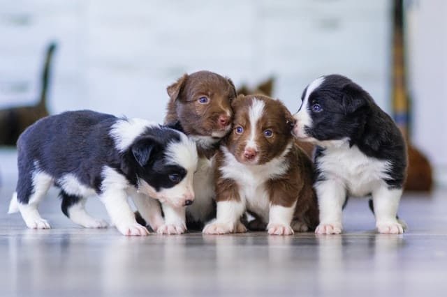 Four small pups standing next to eachother