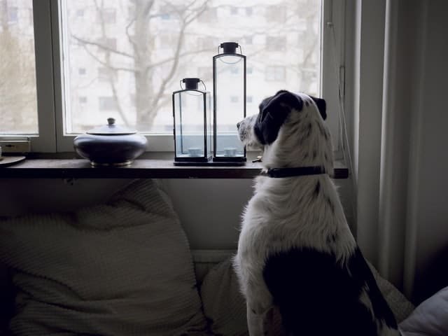 A dog suffering from separation anxiety will be alert and stressed when the owner is away.